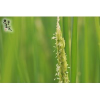 2022.0.6.22【花開稻穗時，稻花香裡說豐年】