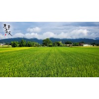 2022.07.09【雪山七月青粱肥，稻米灌漿逐歲豐】